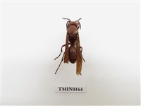 藏品(蜂)的圖片